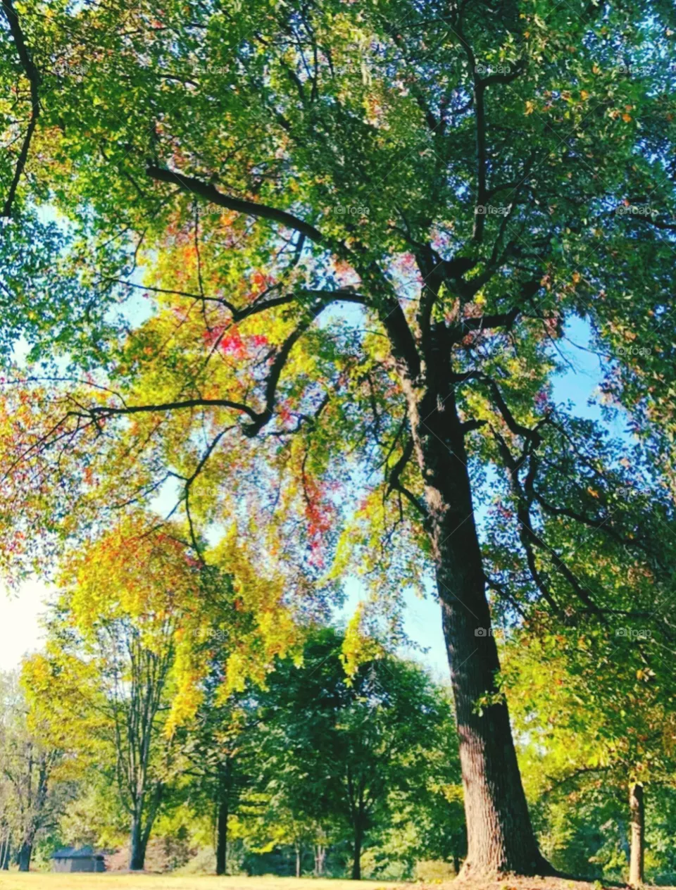 beautiful tree