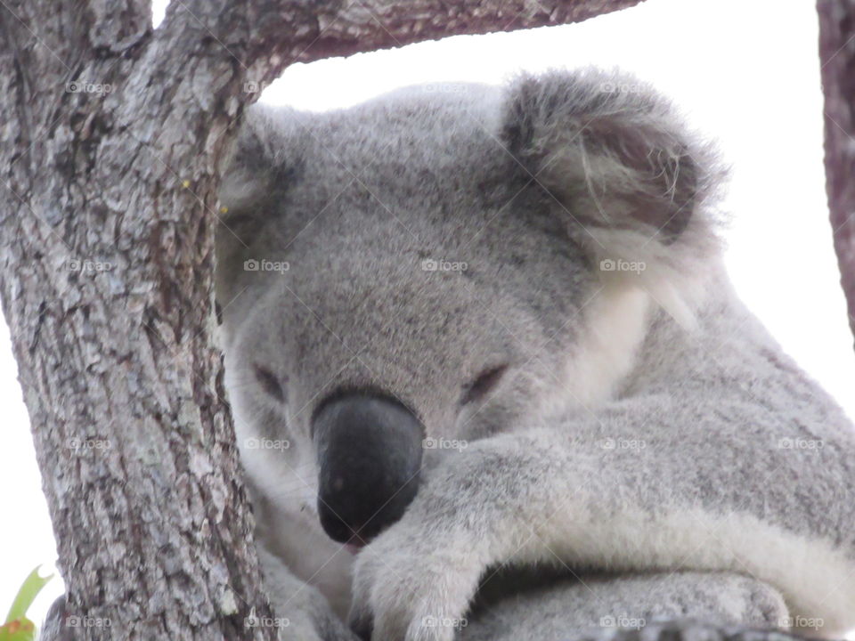 A koala-ty portrait (sorry, I had to) from Magnetic Island off of Townsville, Australia.