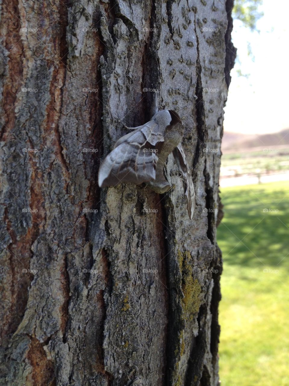 Bug on a tree