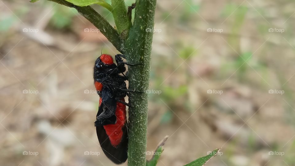 A beautiful Red and Black insect is found in Spring time where flowers are growing.