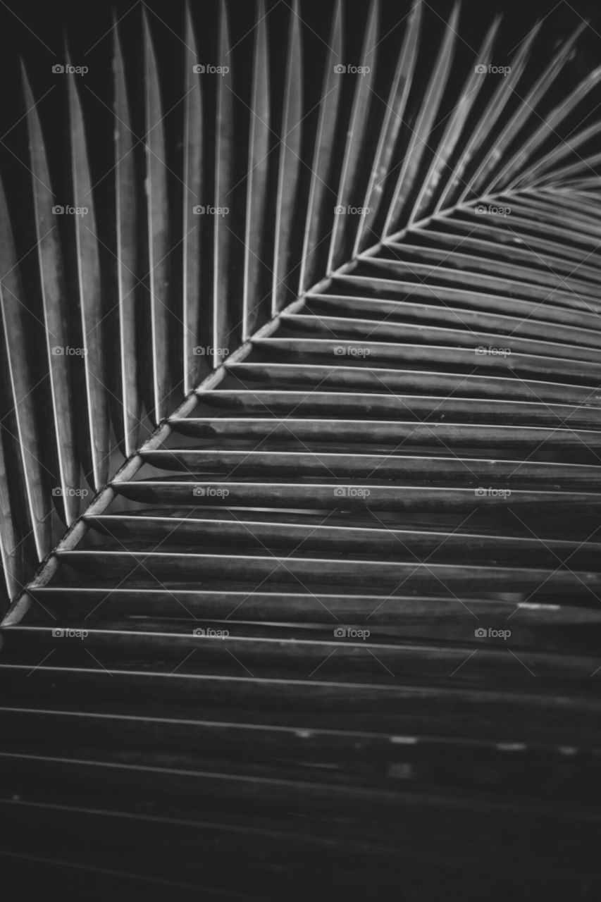 Details of a frond on a palm tree in black and white.