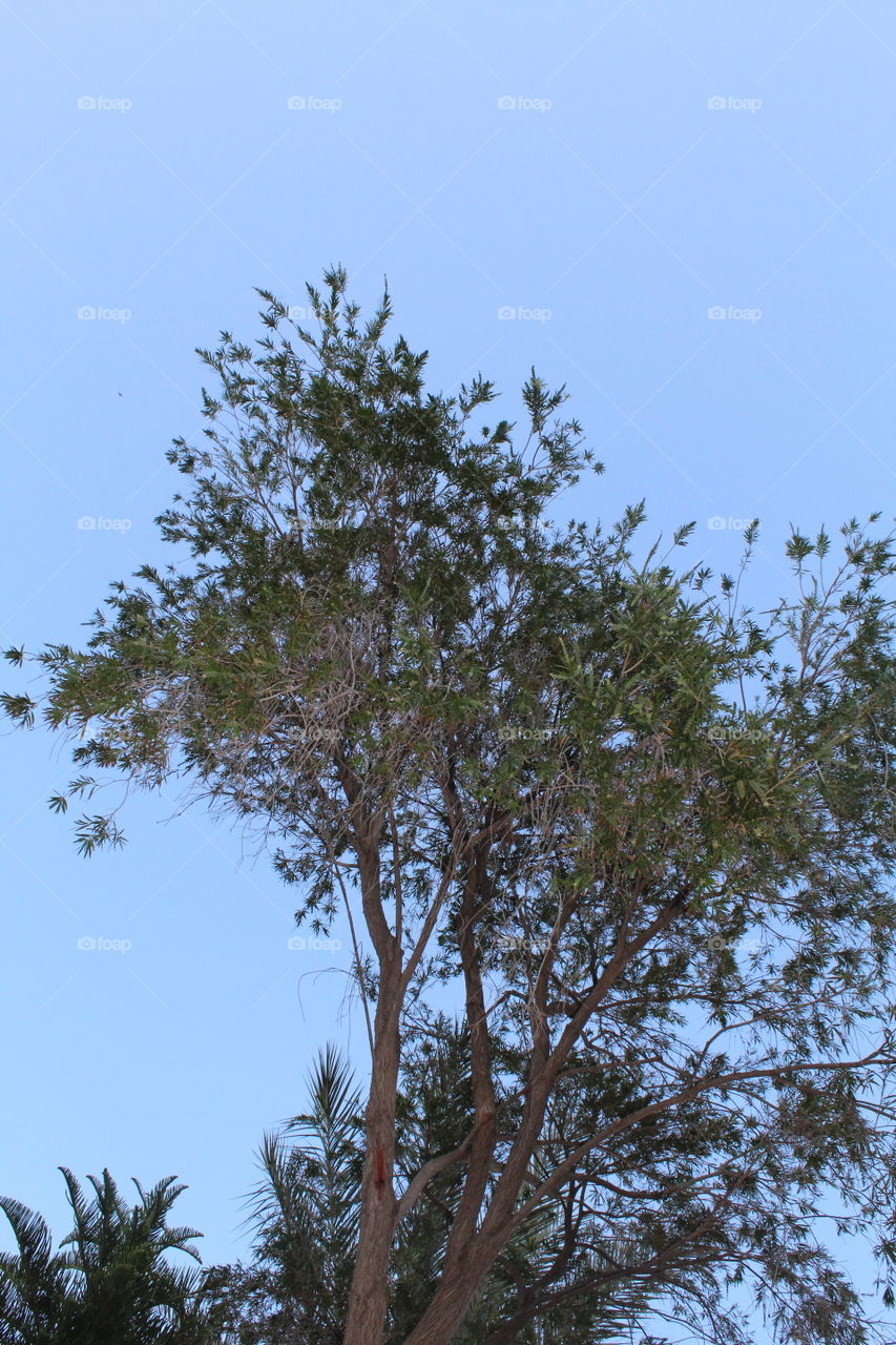 tree throw sky landscape