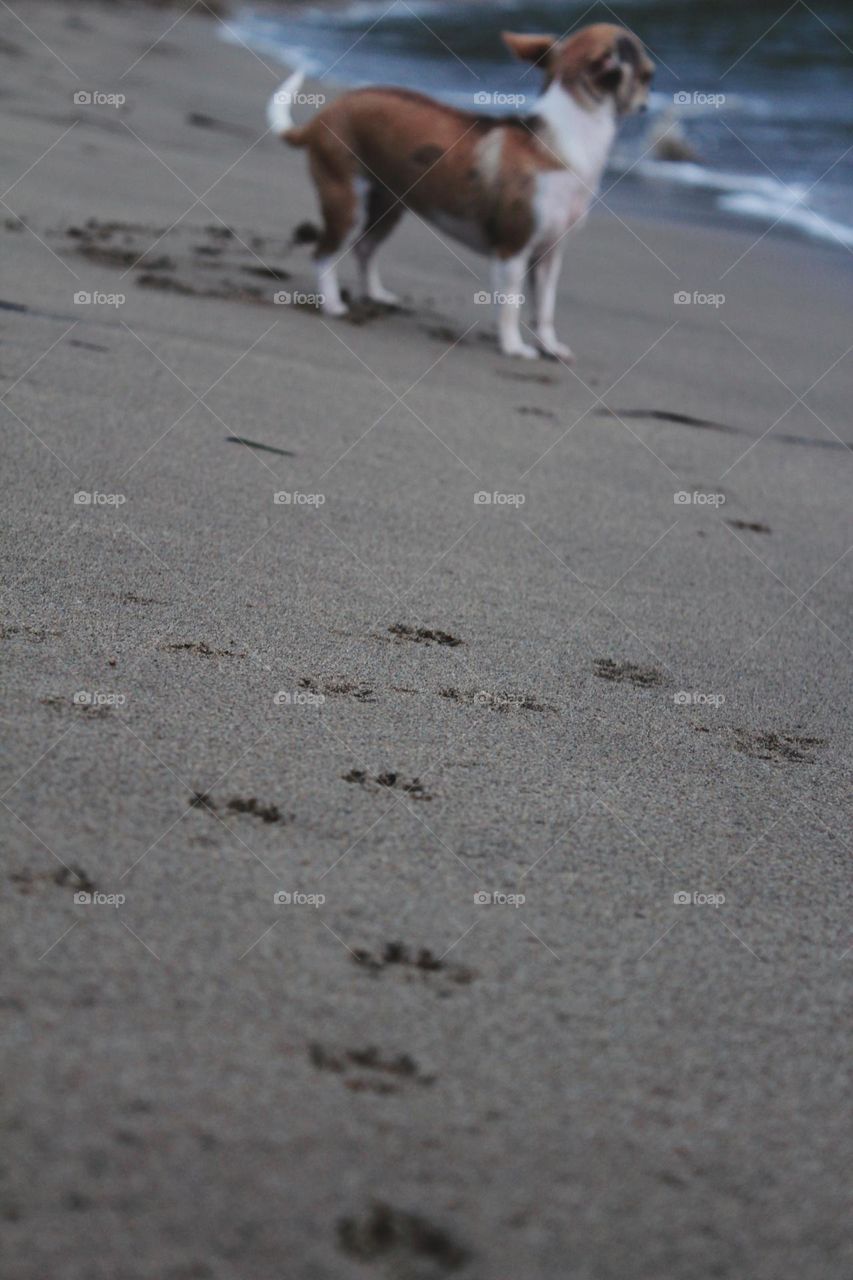 footprints of a small chihuahua on the sand on the beach