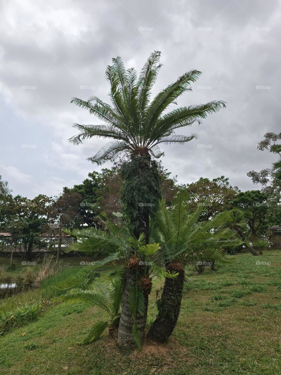 Cycas revoluta at Chulu Ranch in Beinan Township