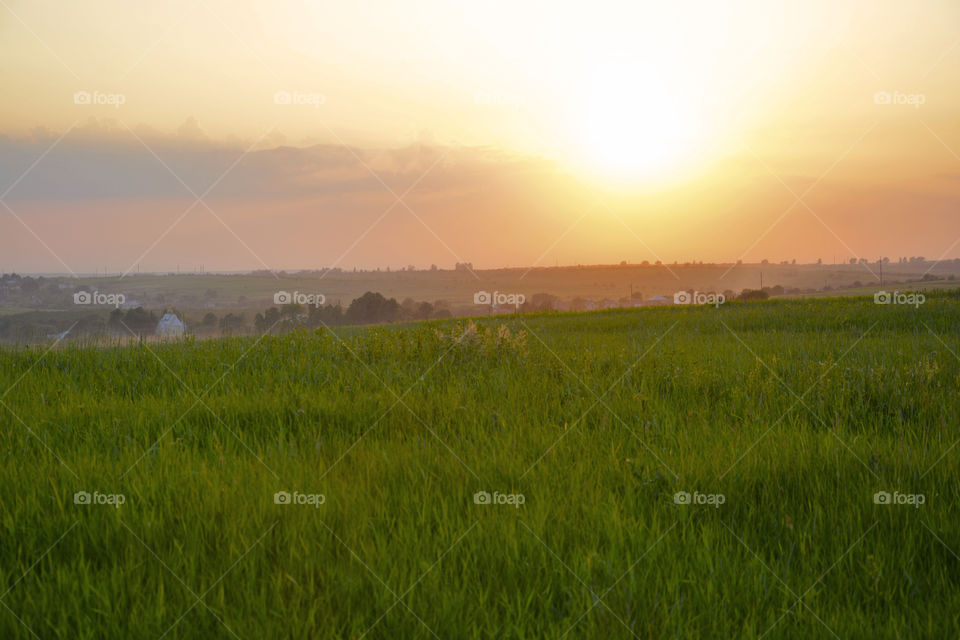 Golden hour. Golden hour on the field