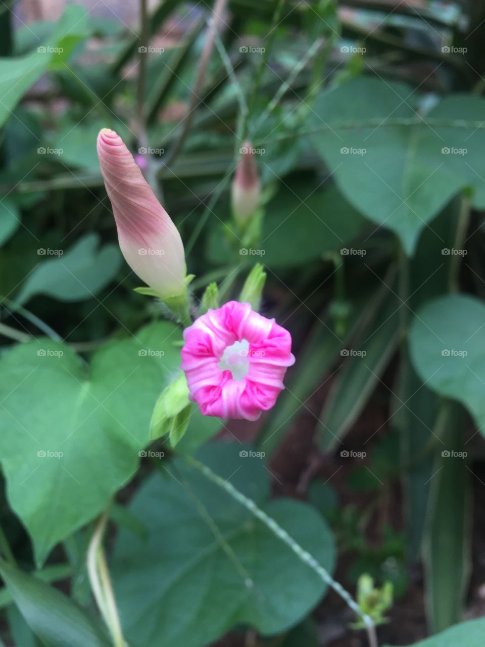 Flower bud