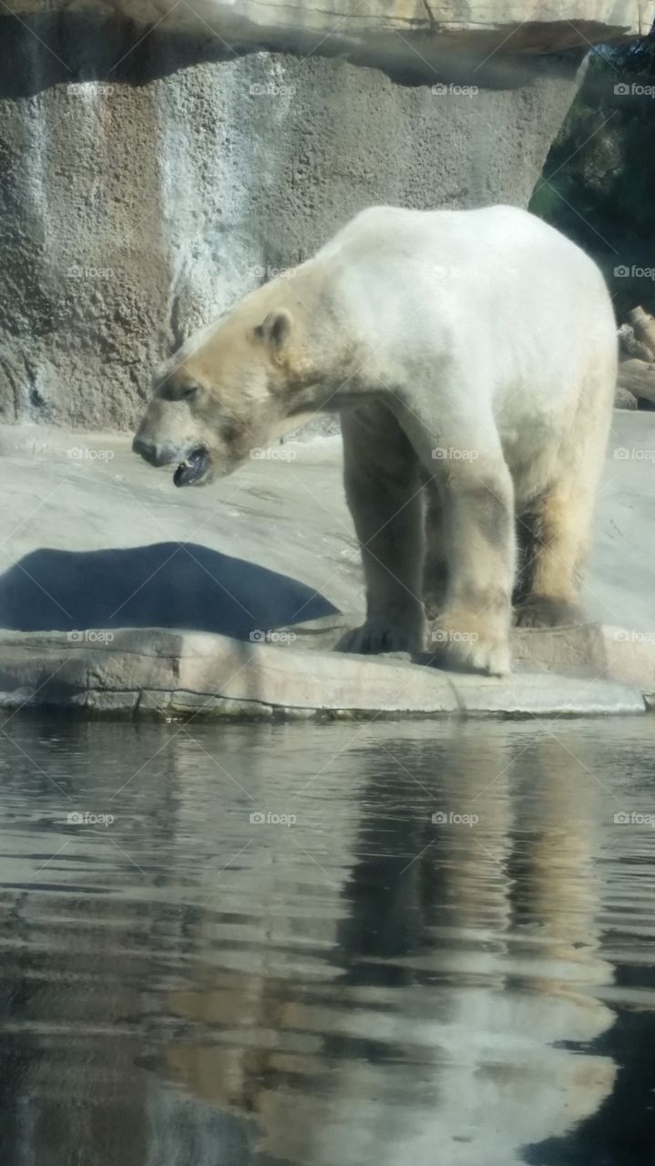 Polar Bear Action