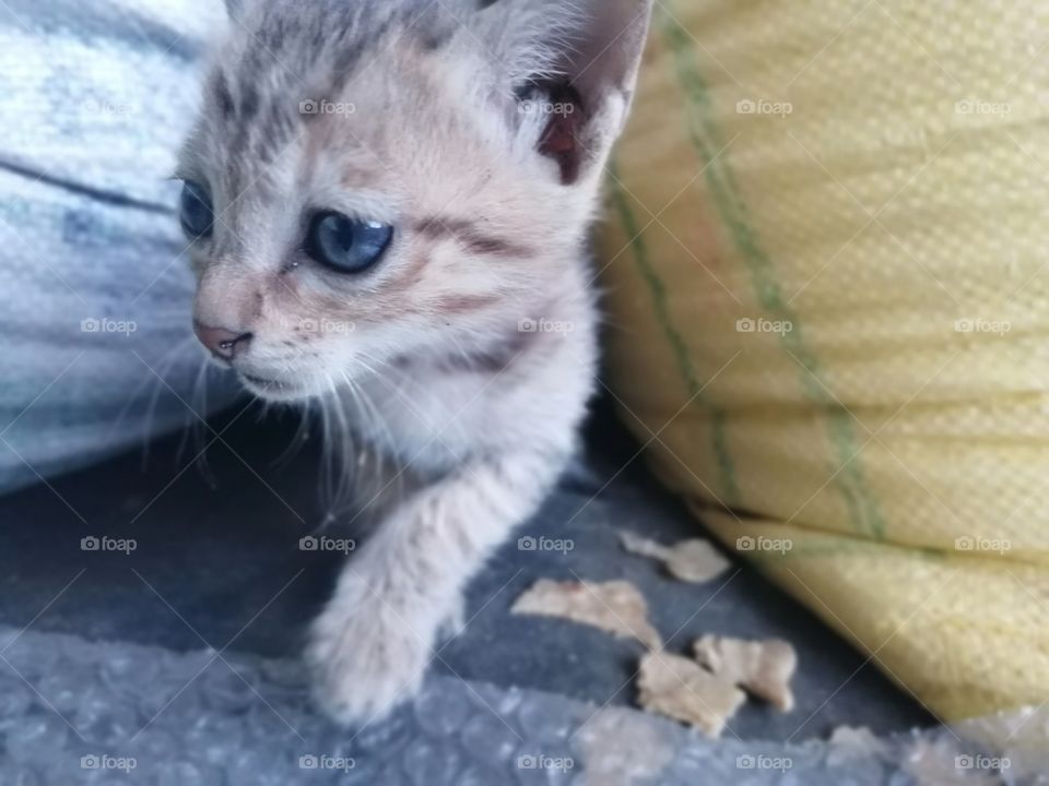 Sweet Kitten searching their  food.