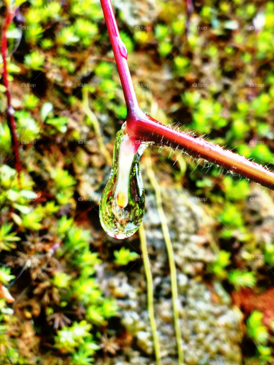 rain drop on a grass root