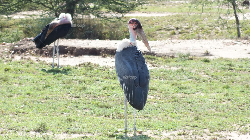 Marabu Storks