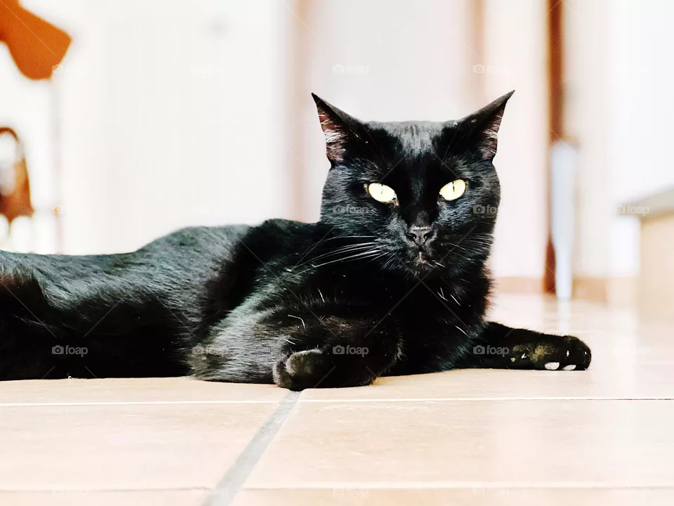 Black cat