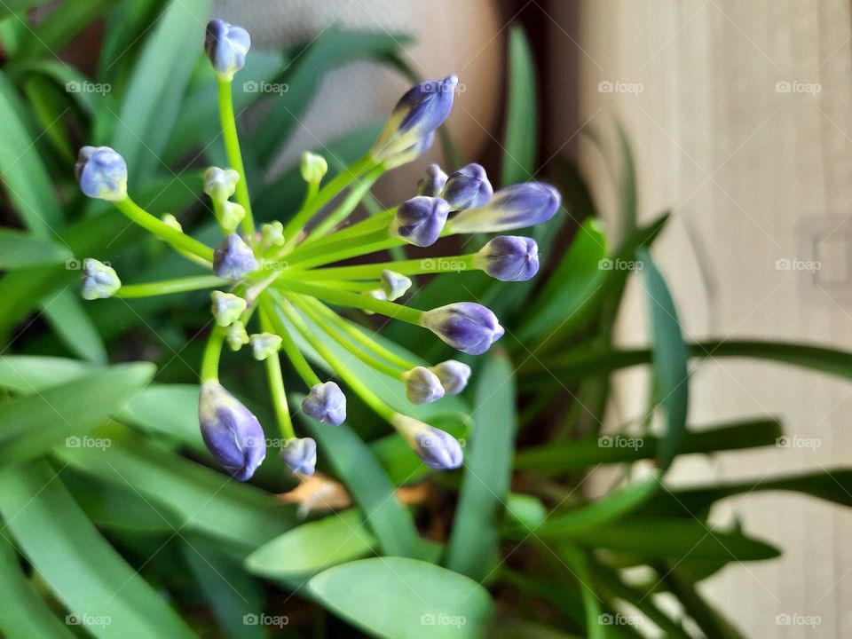 plants in autumn - budding flowers of blue agapanthus