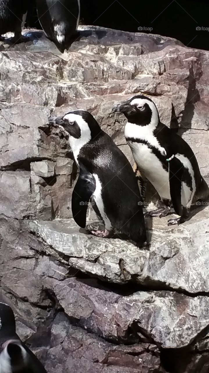Penguins at New England Aquarium - Boston