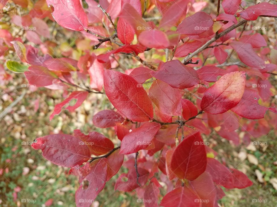 red blueberry leaves in the fall