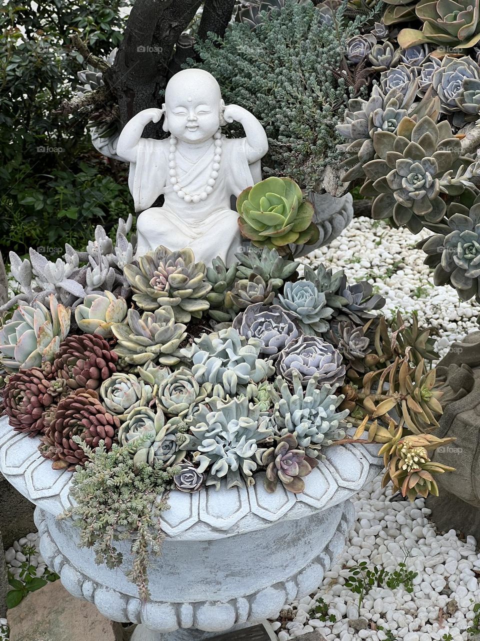 succulent plants in Yuanshan Flower Expo Park