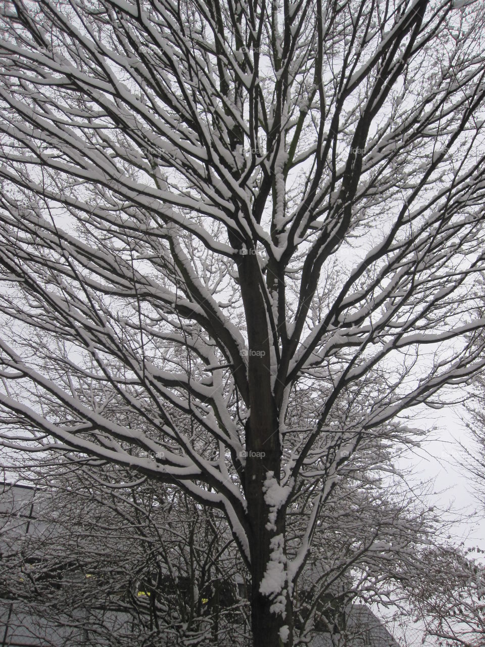 tall tree in the snow