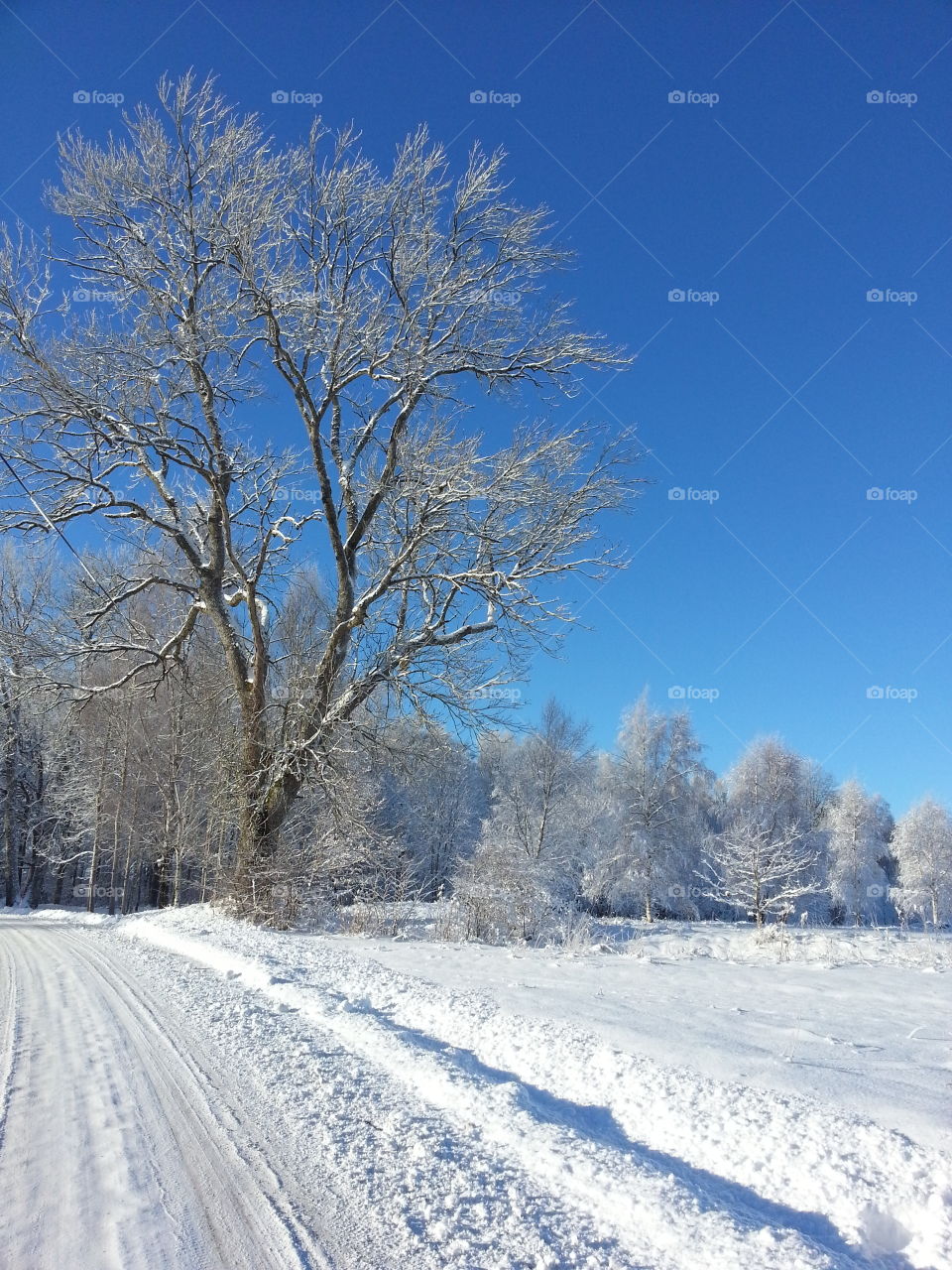 Beautiful winter day