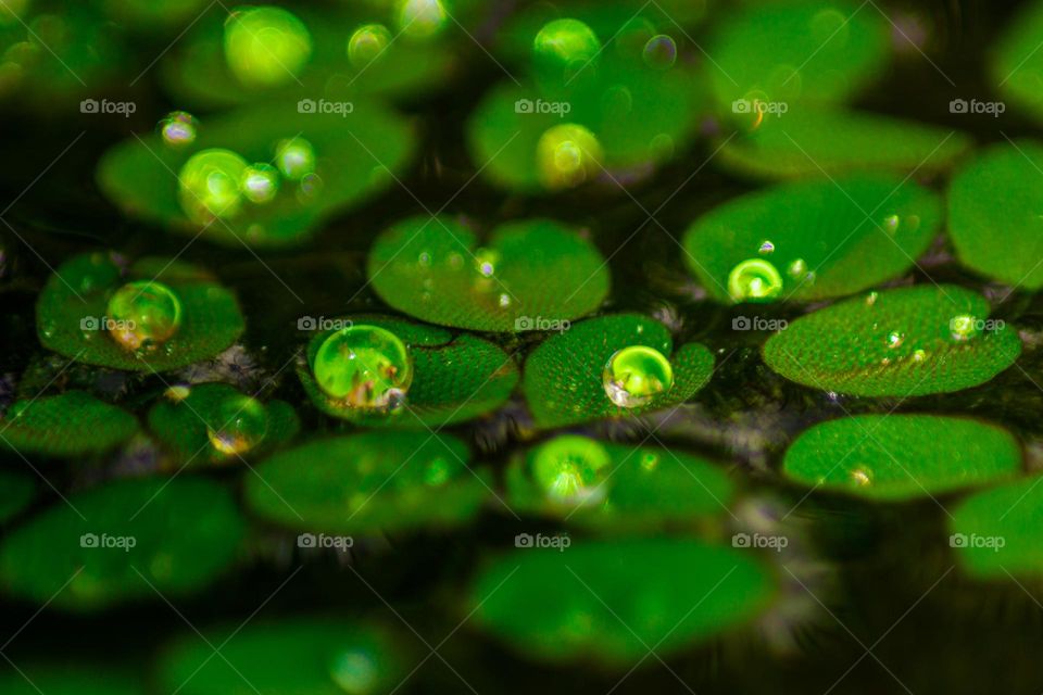 Dew in Leaf