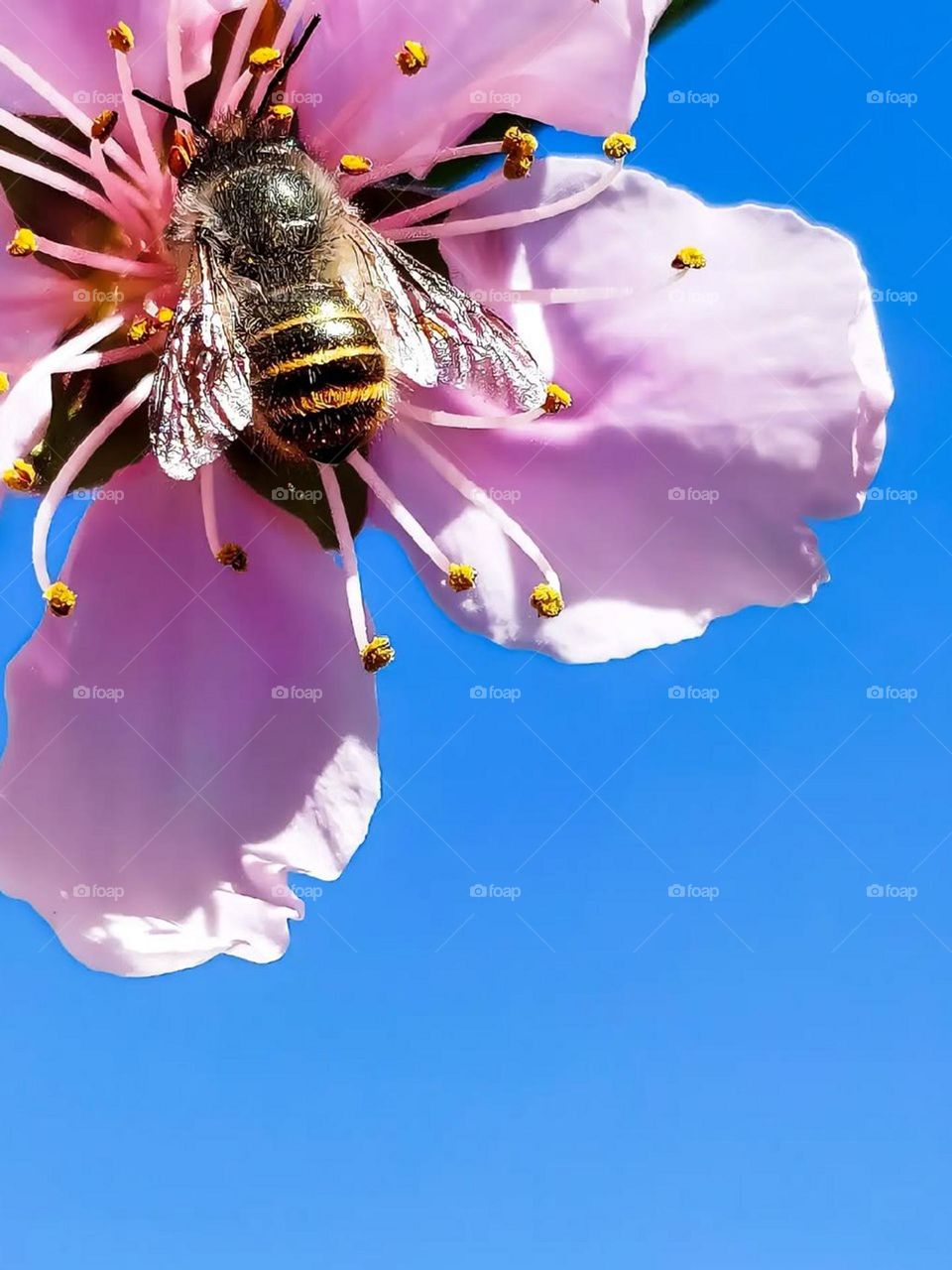 The bee gathers what it needs from the beautiful blossoms without harming the beautiful blossom. Photographing a bee among the pink spring blossoms is a hunt for pure moments.