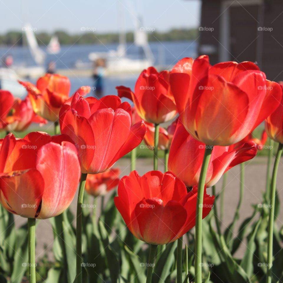 Tulips by the lake. 
