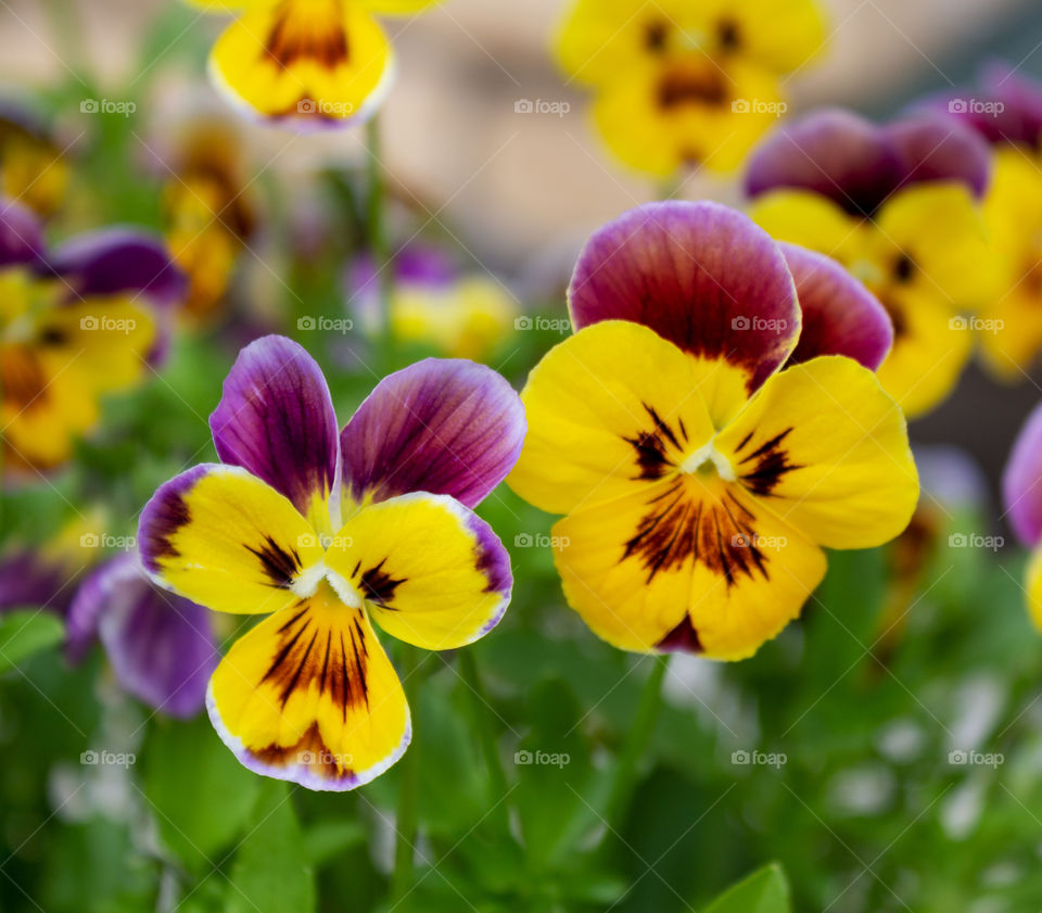 Blooming bright multi-colored flowers. large open heads of Pansies against a background of lush greenery. Nature photography, horizontal orientation, close-up