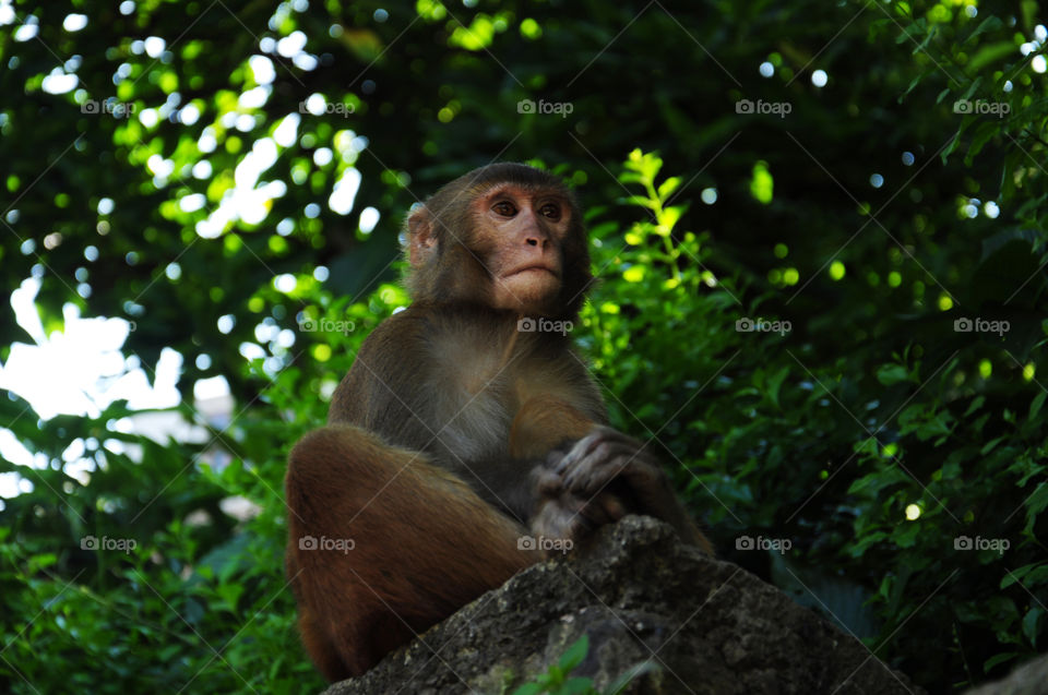 Nepalese wildlife monkey