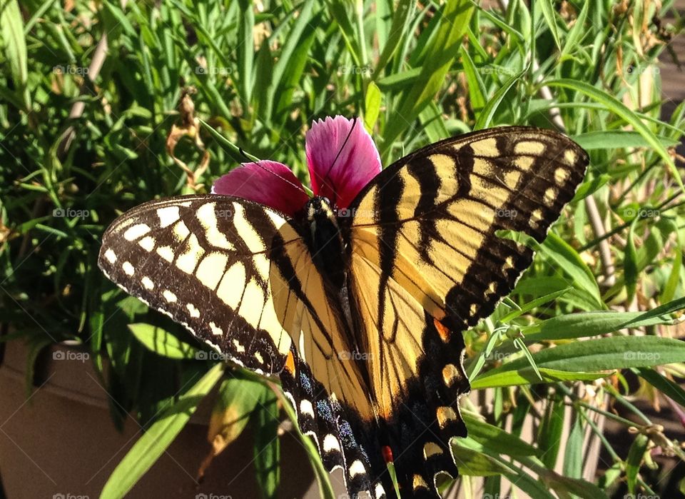 Close-up of butterfly