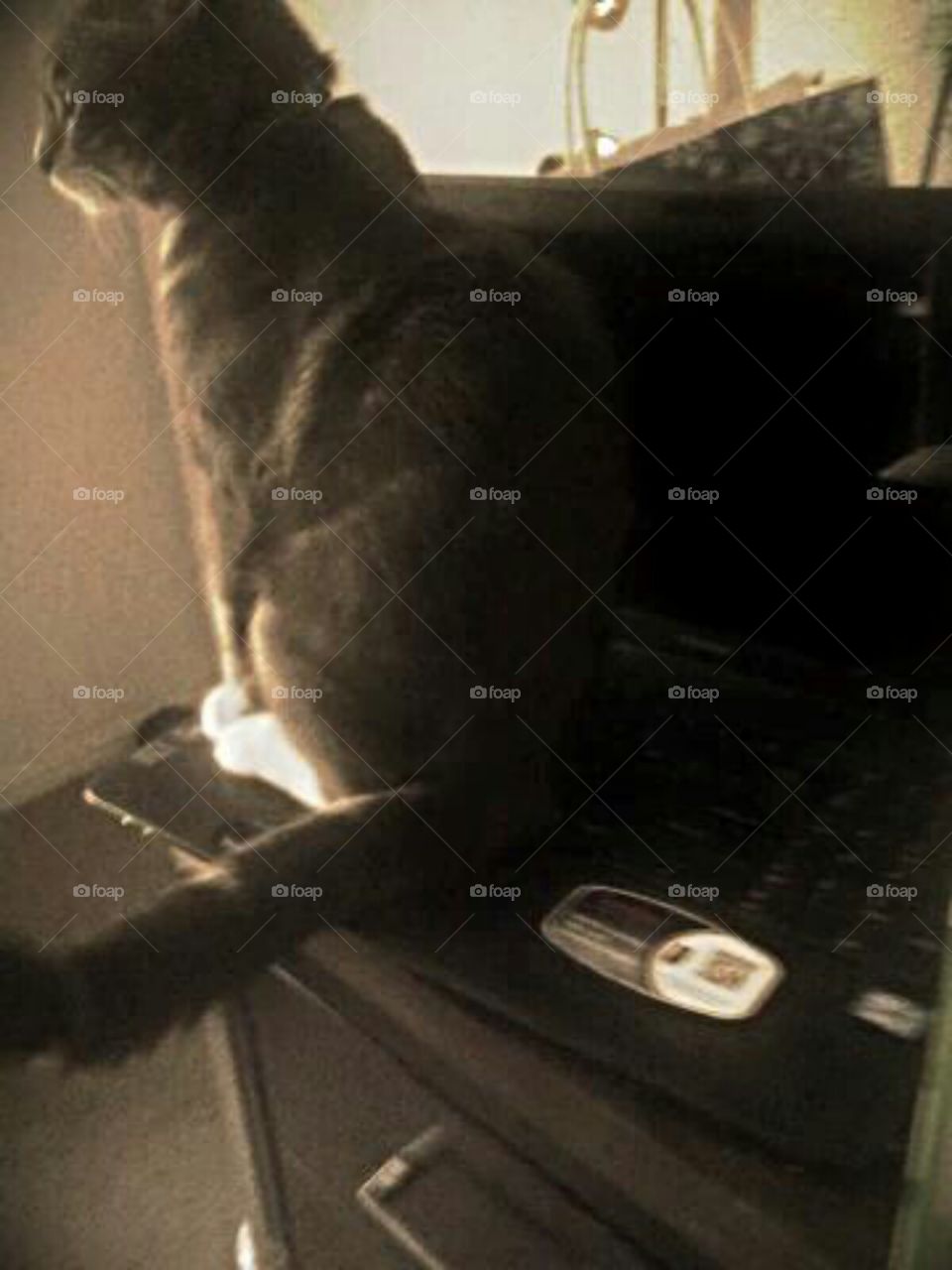 Our kitty, Wisdom, on laptop XD