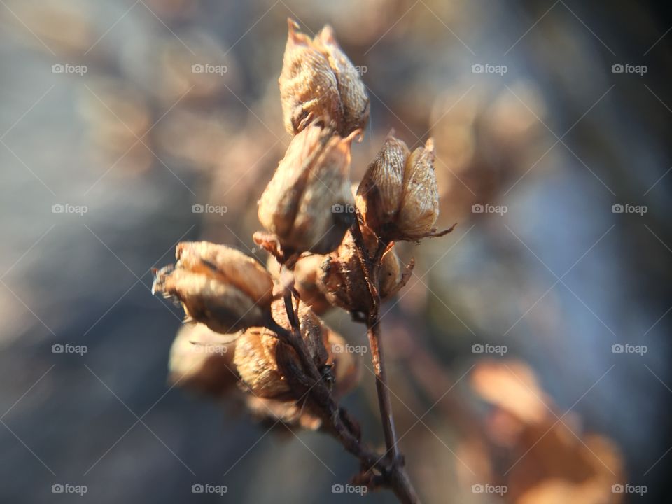Macro seed pods