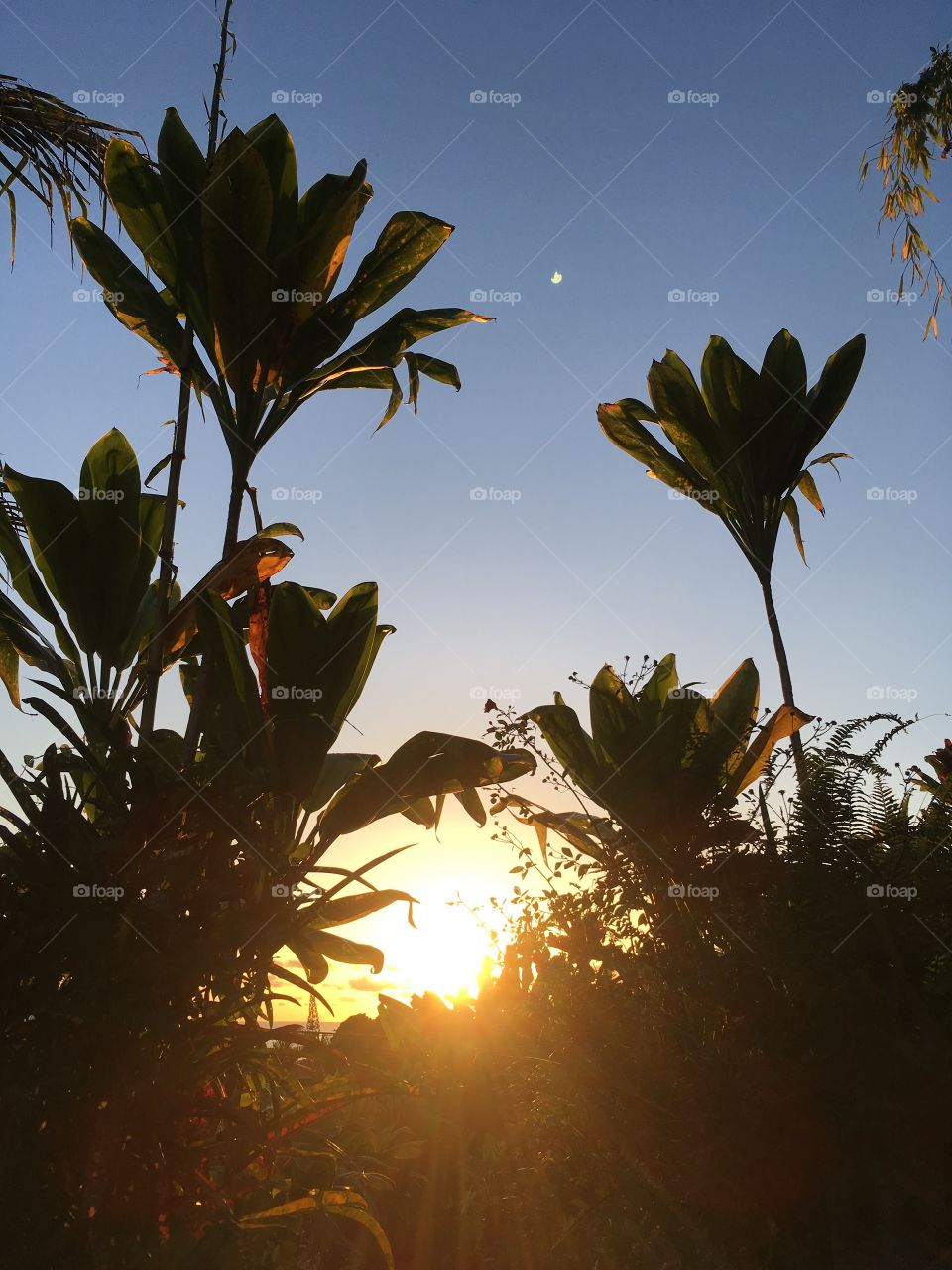 Sunrise in Hilo Hawaii
