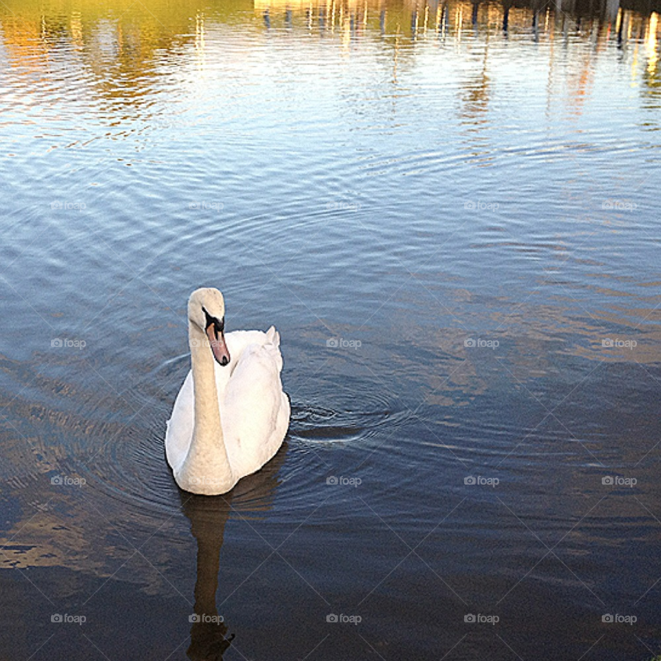 white water lake park by all_things_art