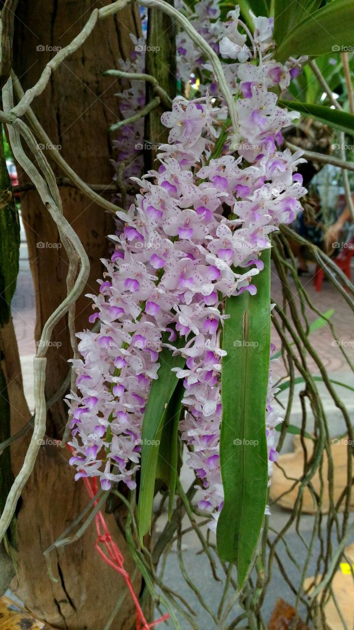 The Iyares Orchid in Thailand Country Market