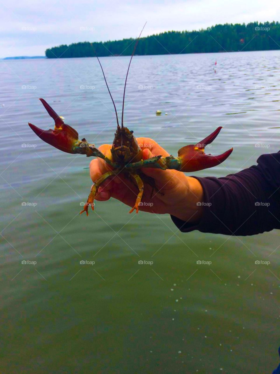 Crab life