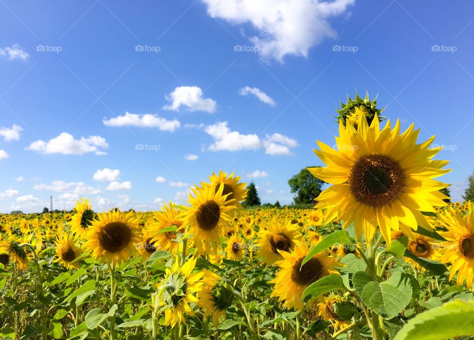 Happy sunflowers