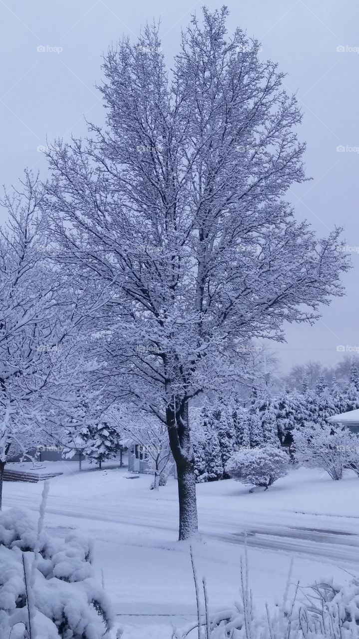 Snow Covered Tree