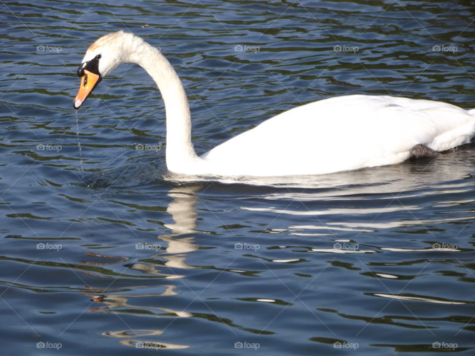 A Swan Drinking