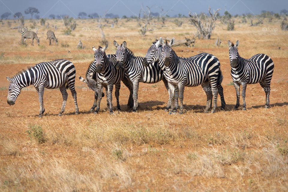 mammals animals africa zebra by mattbphotos