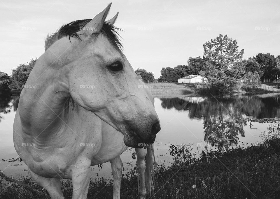 Gray horse standing in front of a pond with trees & a barn reflected in the water in black & white