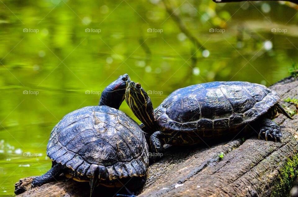Turtle Love