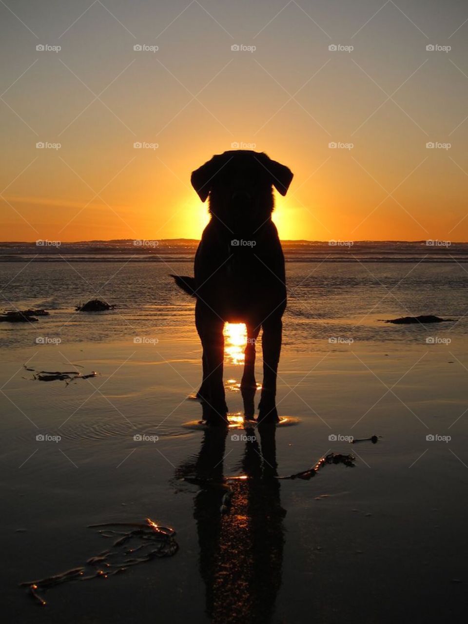 Dog in beach - sunset