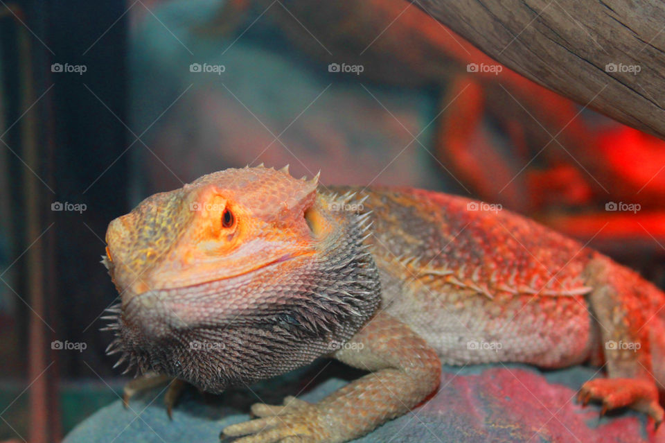 More shots of our friendly Bearded Dragon Stormy. He is actually a little pissed off in this shot because i put up a mirror and he thinks theres an intruder- as shown by the black beard under his chin. His own sort of mood ring!