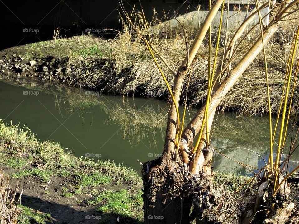 reflections in creek