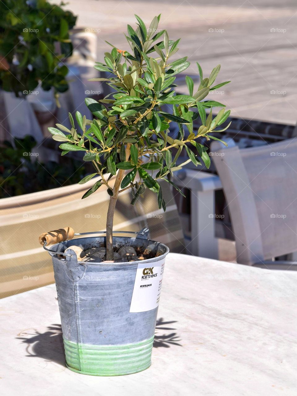 Olive tree plant