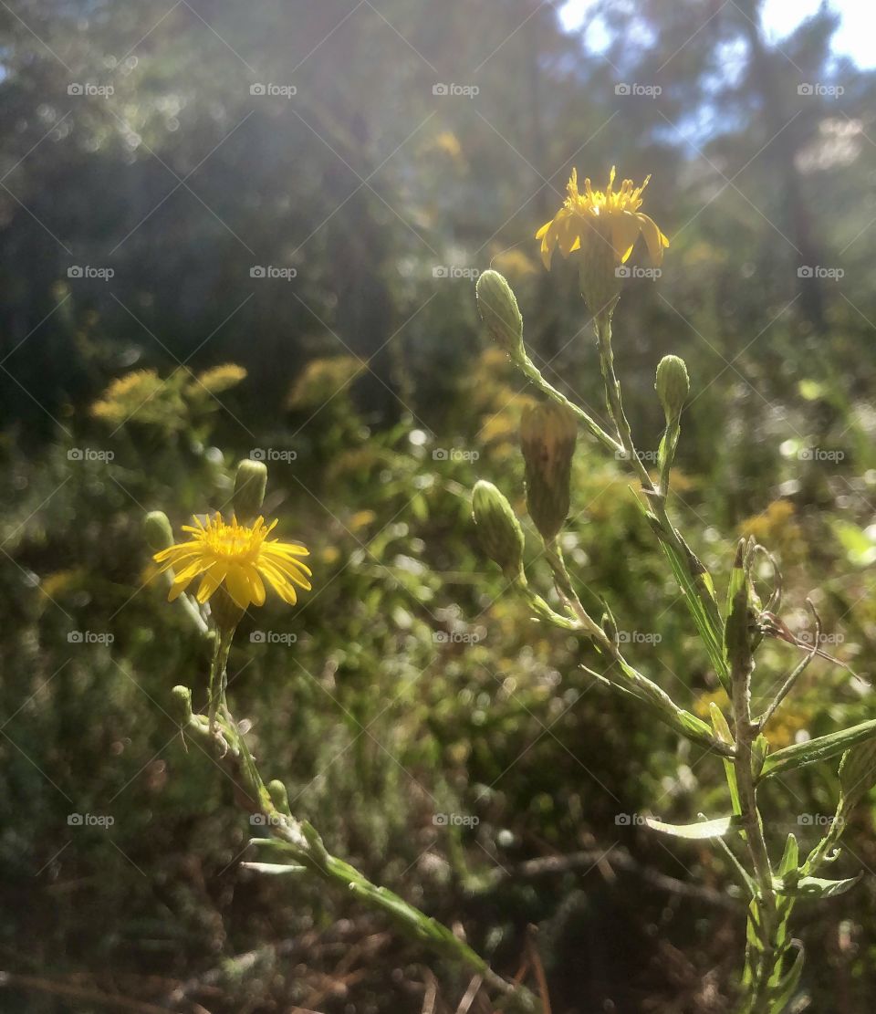Morning sunlight on two yellow wildflowers