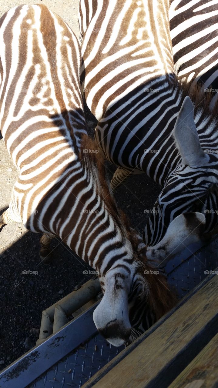 Zebra backs