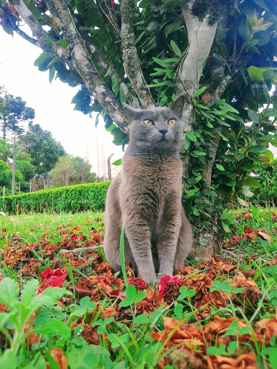 cat siting under a tree