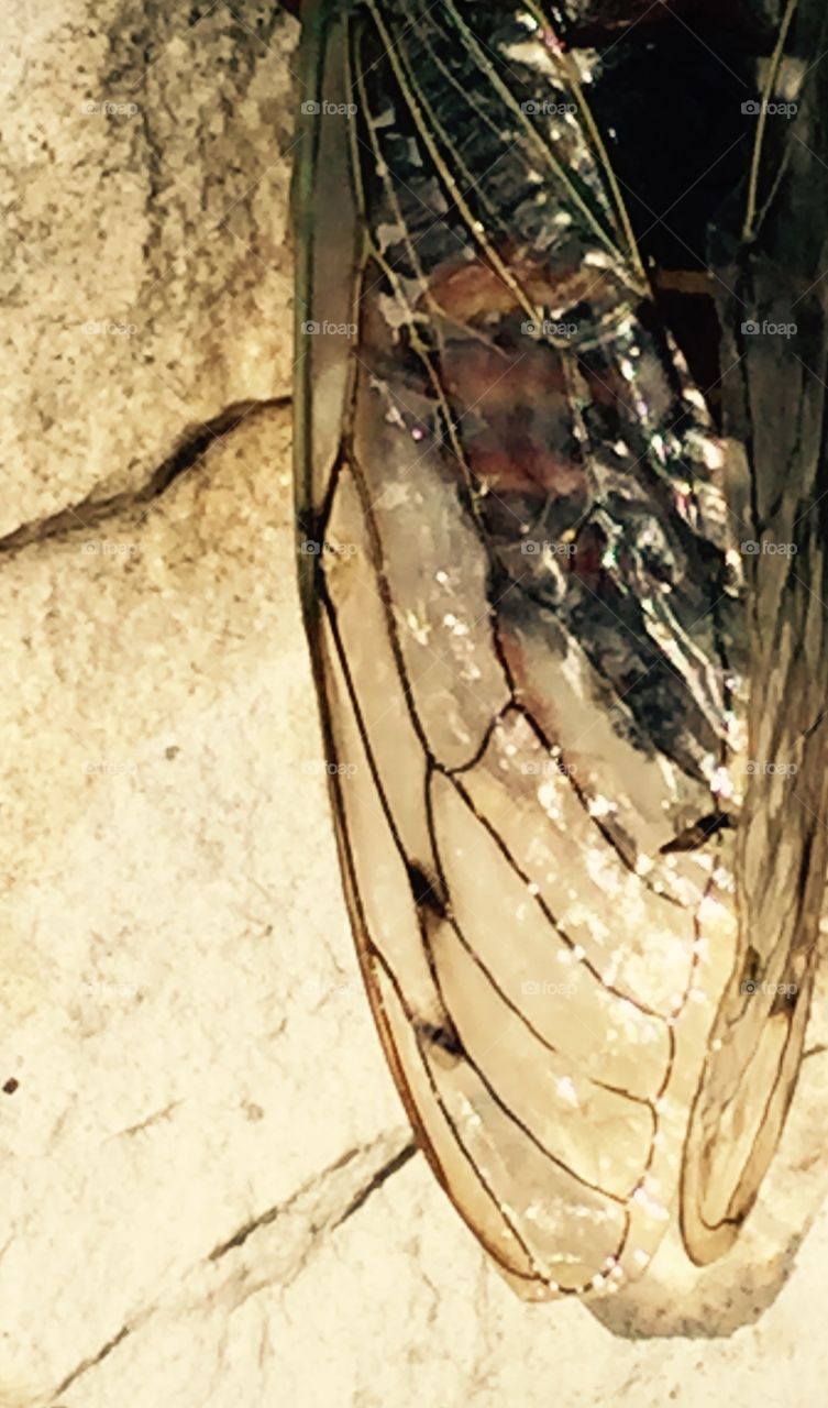 Cicada wings 