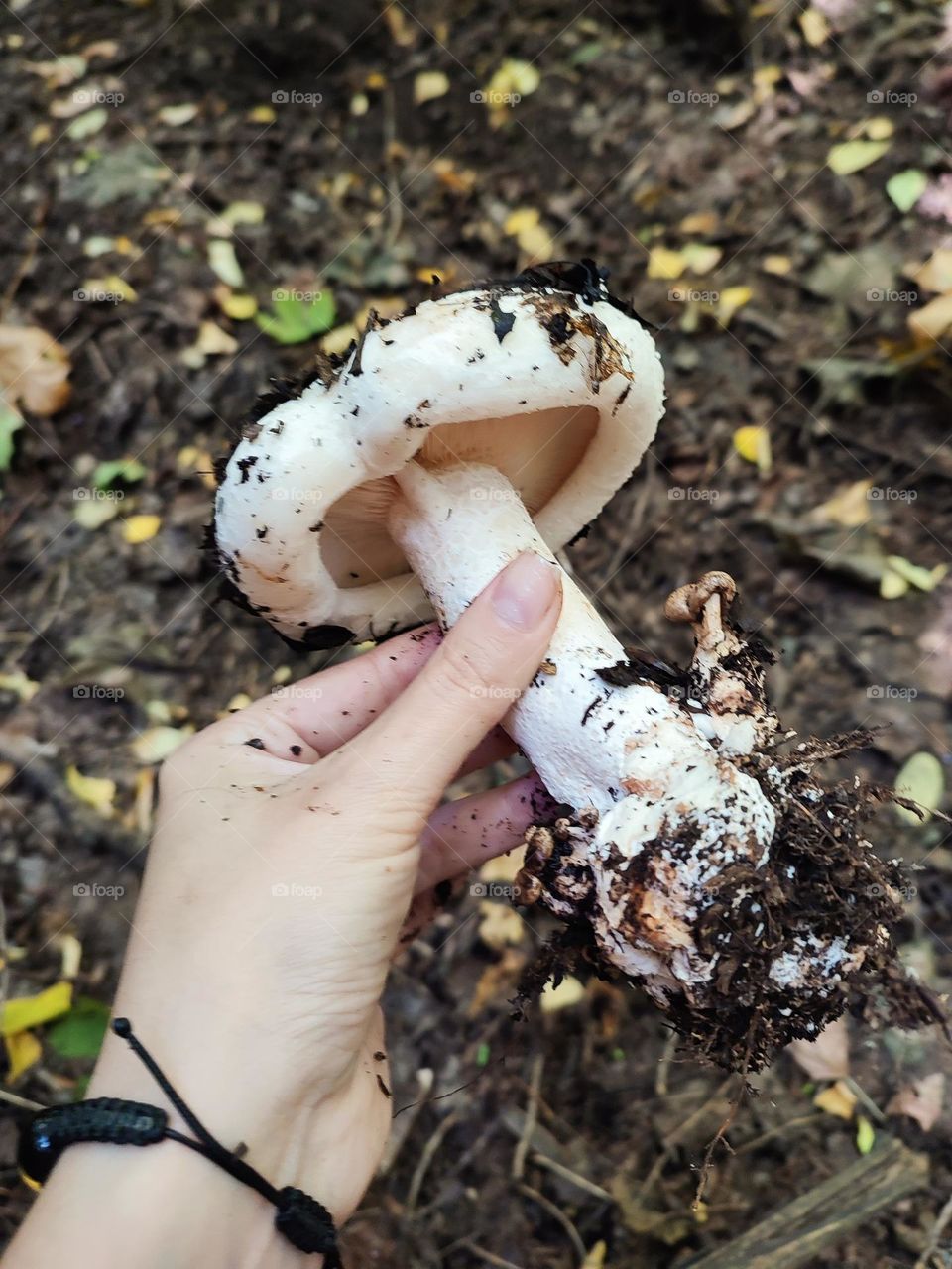 Big wild mushroom Lactarius controversus in the hand. Foraging in autumn forest. Mycology, forest findings