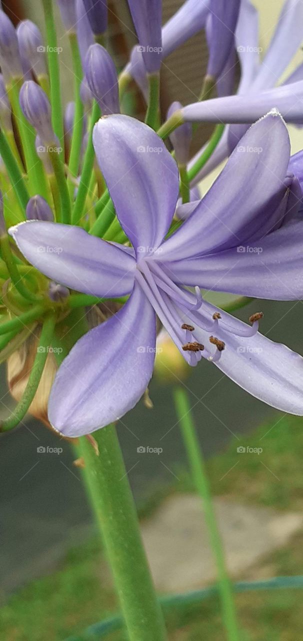 flor agapanthus