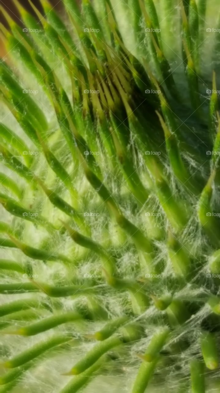 a very close close-up of a weed growing all alone around dry brush.  Noticed the slight cobwebs wrapped around all these little thorns .